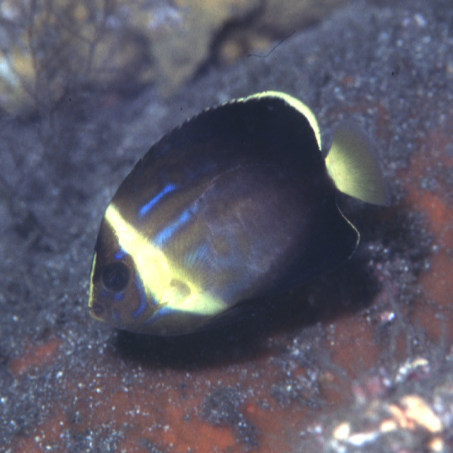 Chaetodontoplus chrysocephalus